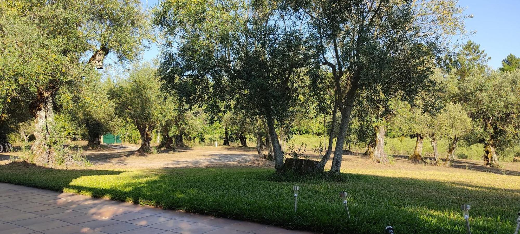 Quinta da Pedra Mija Affittacamere Santar Esterno foto