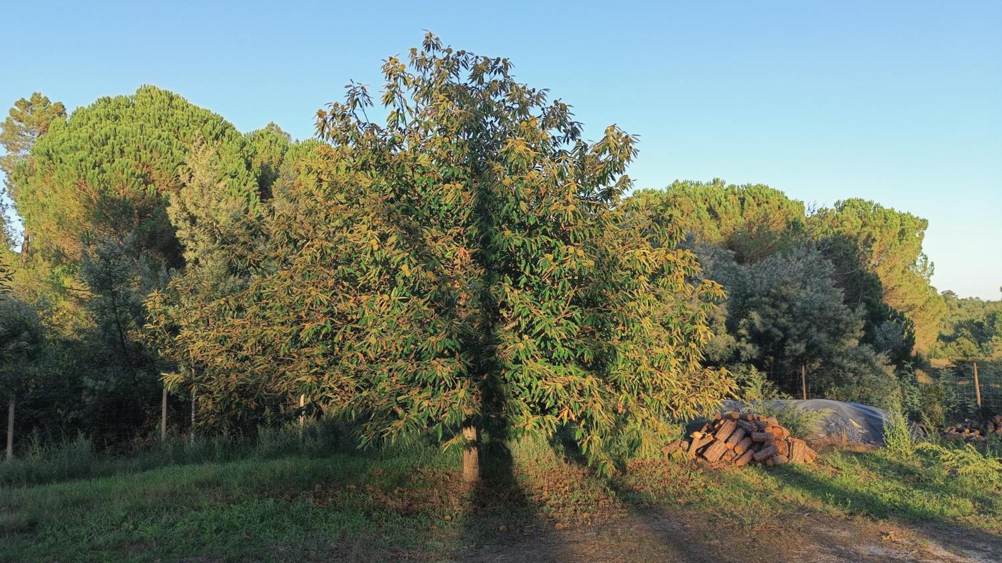 Quinta da Pedra Mija Affittacamere Santar Esterno foto