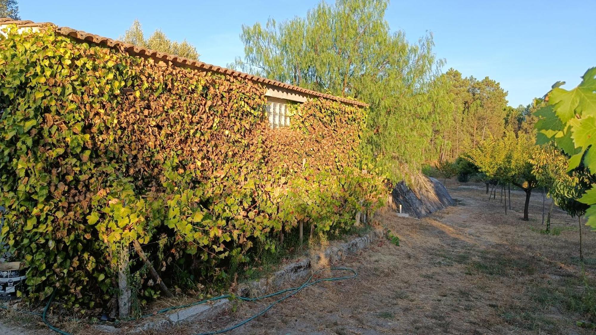 Quinta da Pedra Mija Affittacamere Santar Esterno foto