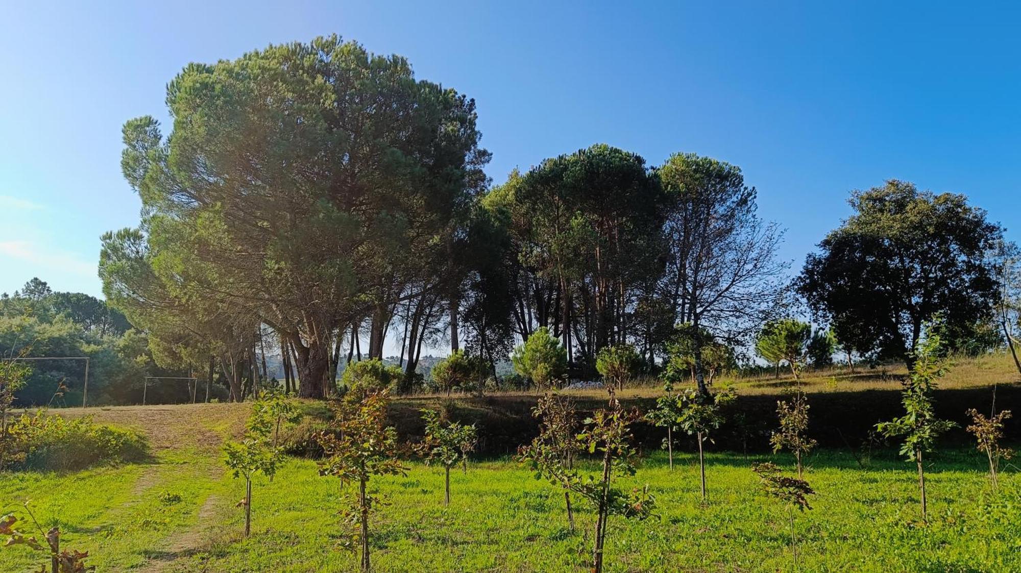 Quinta da Pedra Mija Affittacamere Santar Esterno foto