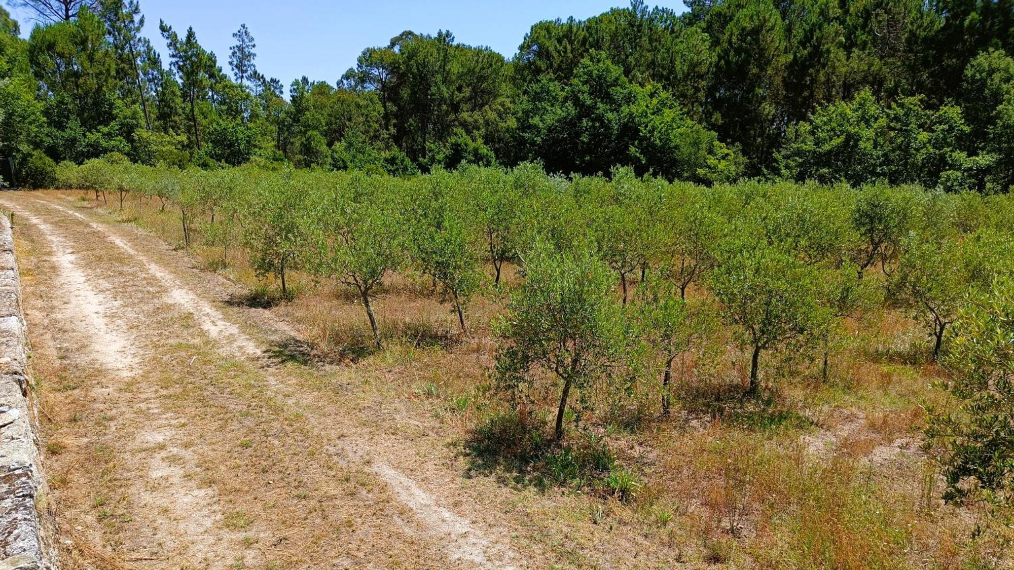 Quinta da Pedra Mija Affittacamere Santar Esterno foto