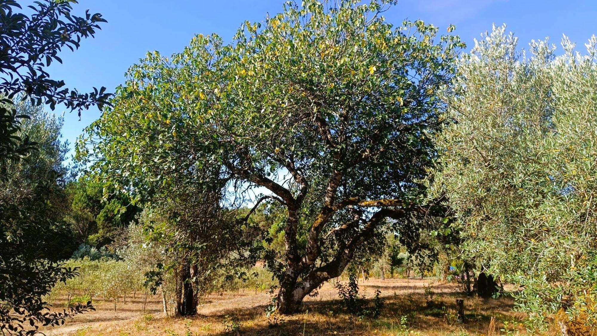 Quinta da Pedra Mija Affittacamere Santar Esterno foto