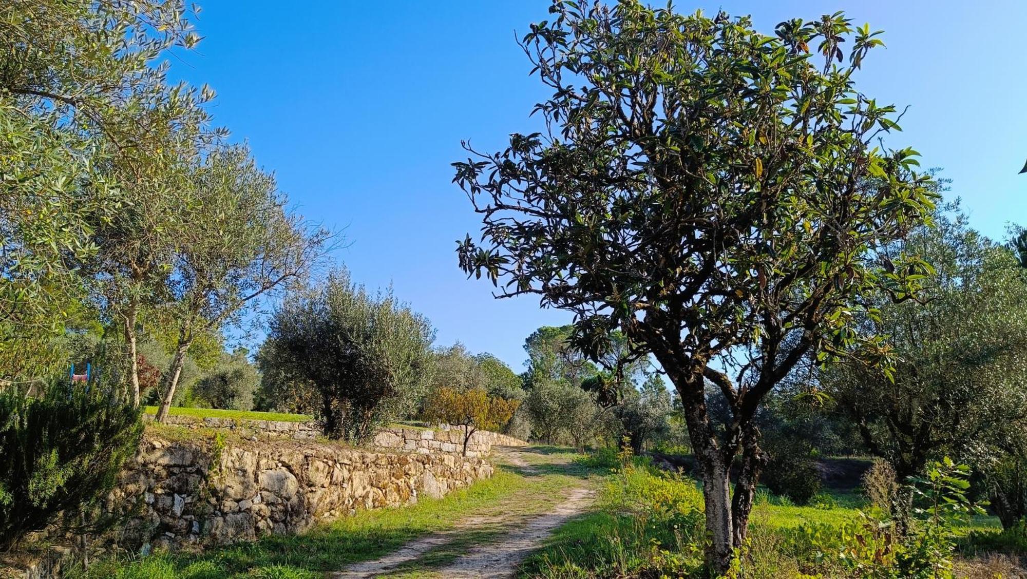 Quinta da Pedra Mija Affittacamere Santar Esterno foto